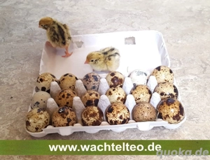 Bruteier von Wachteln Wachtel Eier Wachteleier Wachtelbruteier