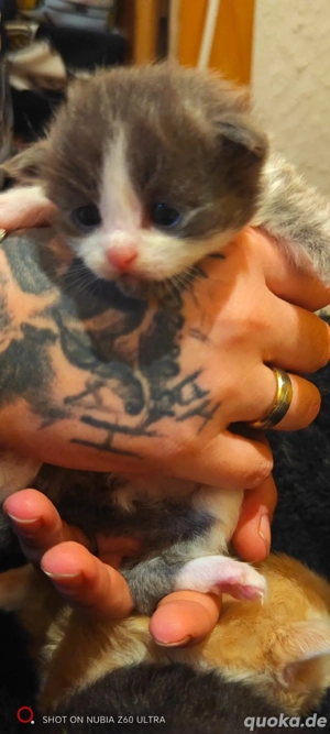 maine coon ragdoll kitten 