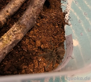 1.0 Cyriopagopus albostriatus Ratchaburi