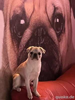 2 Mopswelpen Freiatmend und Reinrassig. (Nur noch einer frei).