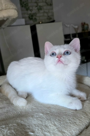 Noch 1 BKH Kitten, abgabebereit, mit blauen Augen, Papa mit Stammbaum, Kaufvertrag, evtl Impfpass 