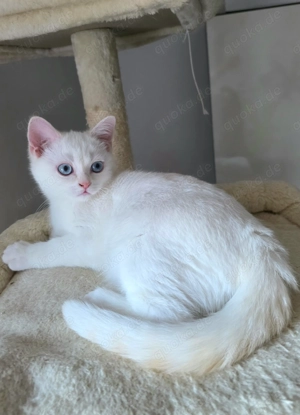 Noch 1 BKH Kitten, abgabebereit, mit blauen Augen, Papa mit Stammbaum, Kaufvertrag, evtl Impfpass 