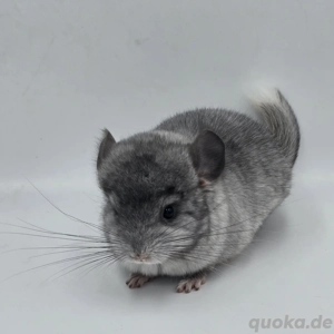 Chinchilla Weibchen Weiss Ebony Schecke bald zur Abgabe,