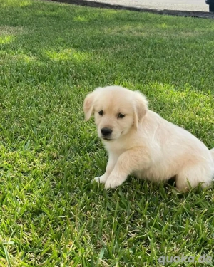 Golden-Retriever-Welpen