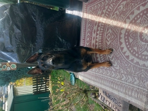 Hübsches malinois schaeferhund mädchen Bild 4