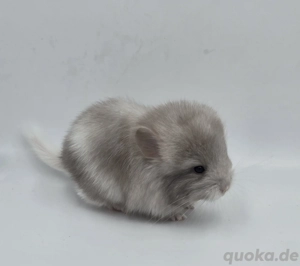 Chinchilla Weibchen Beige Schecke RPA Angora  bald zur Abgabe,  
