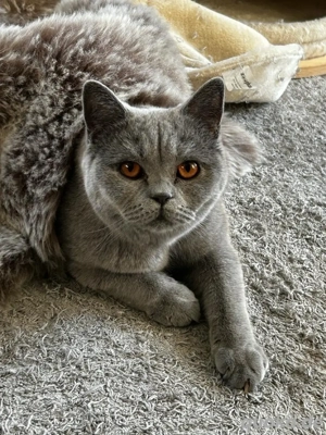 BKH Dame blue sucht neues Zuhause