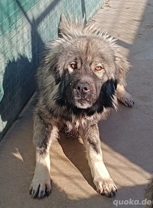 großer Herdenschutzhund Sarplaninac Mischling Niro sucht ein Zuhause auf dem Land Bild 2