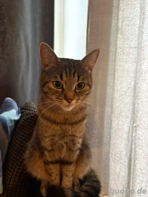 katzen zu verschenken 