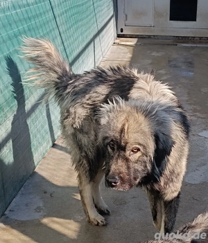 großer Herdenschutzhund Sarplaninac Mischling Niro sucht ein Zuhause auf dem Land Bild 3
