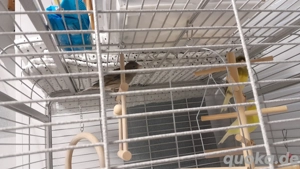 2 Kanarienvögel, weiblich abzugeben  Bild 2