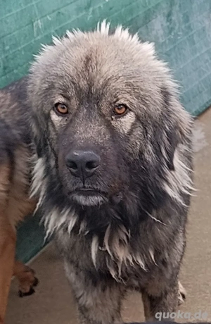 großer Herdenschutzhund Sarplaninac Mischling Niro sucht ein Zuhause auf dem Land Bild 5