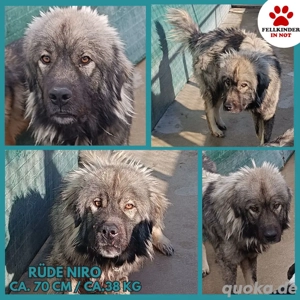 großer Herdenschutzhund Sarplaninac Mischling Niro sucht ein Zuhause auf dem Land