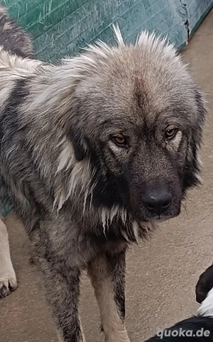 großer Herdenschutzhund Sarplaninac Mischling Niro sucht ein Zuhause auf dem Land Bild 4