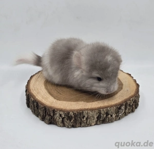 Chinchilla Männchen Beige Schecke RPA Angora  bald zur Abgabe,