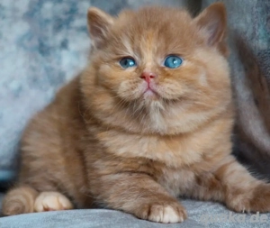 Weibliche Britisch-Kurzhaar-Kätzchen