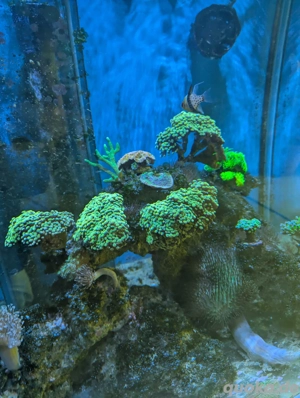 Korallen Ableger Euphyllia Golden Nugget Green Torch Gorgonie Chalice