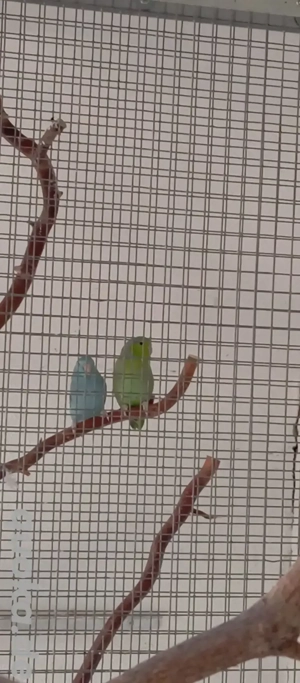 Sperlingspapageien Paar 