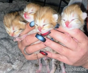 baby kiten Reinrassige BKH 