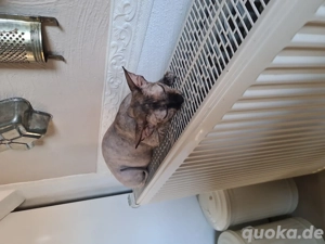 Sphinx Schwestern 8 Jahre alt 