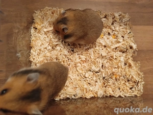 Goldhamster braun weiss gold Jungtiere