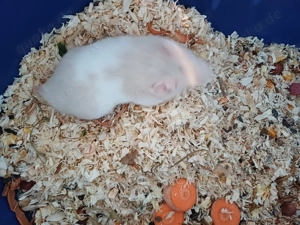 Goldhamster braun weiss gold Jungtiere