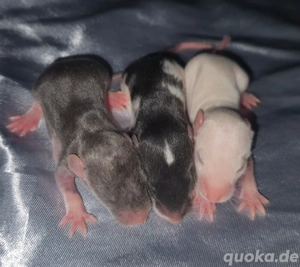 Ratten Weiblich Dumbo Siam Devil 