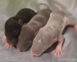 3 ratten jungs rex dumbo 