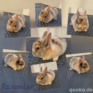 Zwergkaninchen Löwenköpfchen Baby