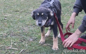 Priya - zuckersüßes, zartes Hundemädchen 