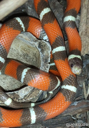 Lampropeltis t.nelsoni Nz 23
