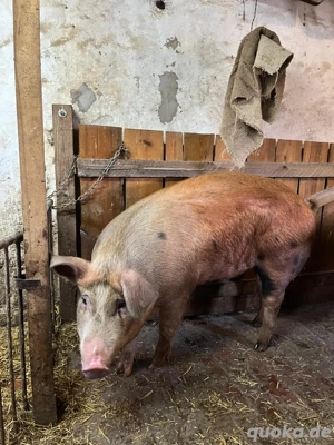 Duroc-Schwein