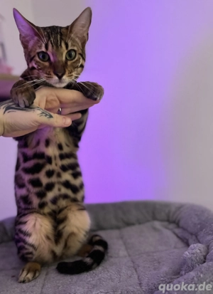 Bengal Kater sucht 