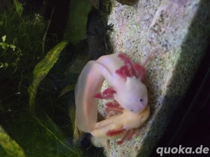  Axolotl    