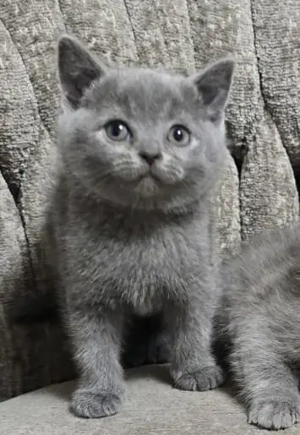 Britisch Kurzhaar Kitten 