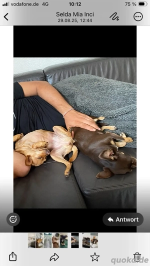 zwei kleine mädchen suchen liebevolles zuhause !