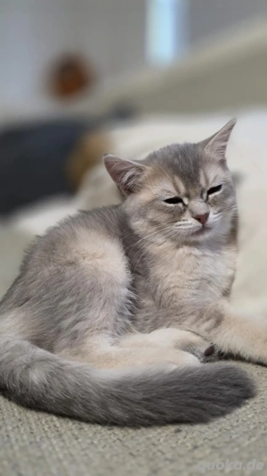    Süße, verspielte Kitten abzugeben   