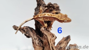 Kronengecko Nachwuchs 0.0.2 unbestimmt