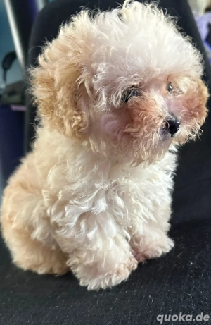Pudel 