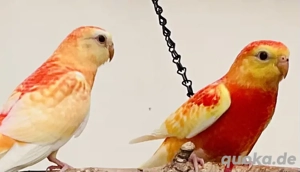 Singsittiche orange rubino