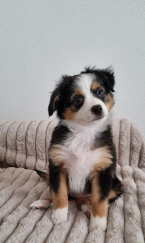 Toy Australian Shepherd Welpen 