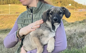 Zuhause gesucht für Clay