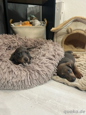 Zwergdackel Welpen   Dackel Welpen 