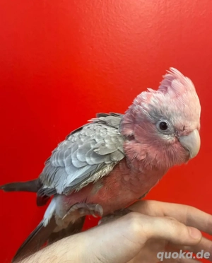 Papageieneier und Papageienbabys abzugeben!    