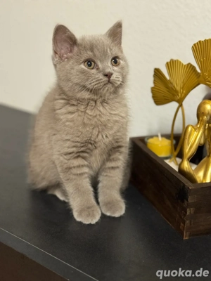 1 BKH Kitten in liebevolle Hände abzugeben