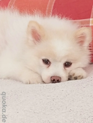 Wunderschöner Reinrassiger Zwergspitz Rüde 