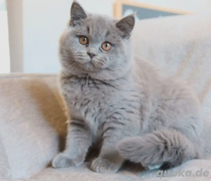 Weibliche Britisch Kurzhaar Kätzchen