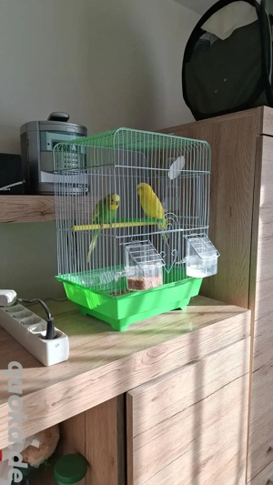 Welltiche zu verkaufen Pärchen !!!