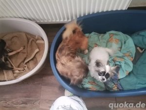 Pekinesen chihuahua mix Mädchen 