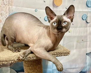 Canadian Sphynx Kater